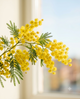 Mimosa Absolute - Acacia Dealbata