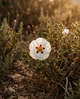 Absoluto de Cisto (Labdano) - Cistus ladaniferus