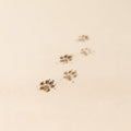 Civet — Civette Extra — Ambre Royale