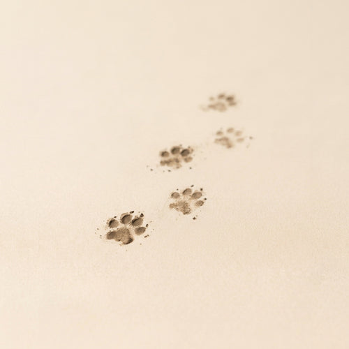 Civet — Civette Extra — Ambre Royale