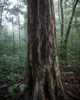 Agarwood Oil (Oud) - Laos - Aquilaria - CITES Regulated Raw Material for Fine Perfumery