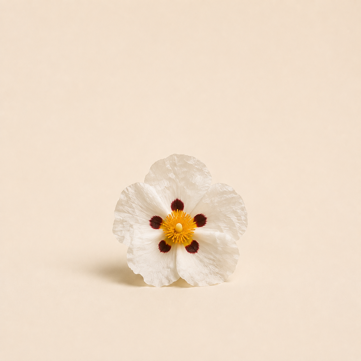 Cistus / Ciste Épuré Absolute 100% — Ambre Royale