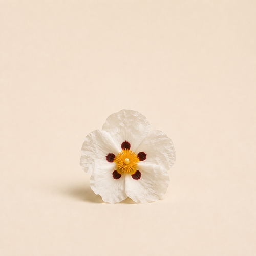 Cistus / Ciste Épuré Absolute 100% — Ambre Royale