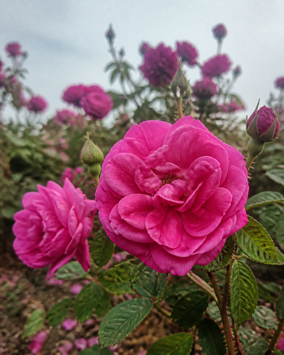Rose Oil - Taif Type - Rosa damascena - Natural Raw Material for Fine Perfumery