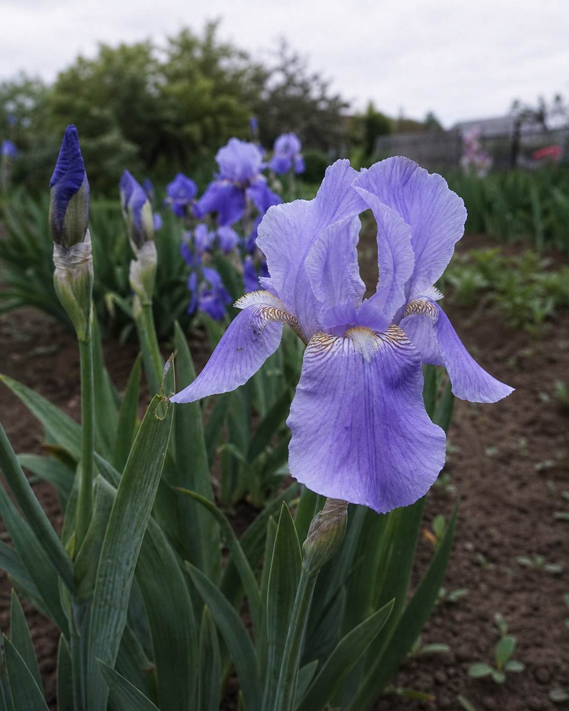 Iris Butter 8% Irones - Orris (Iris germanica) - Natural Raw Material for Fine Perfumery