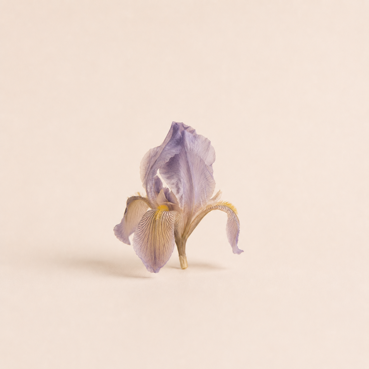 Iris Resinoid Extra — Ambre Royale