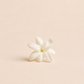Jasmine Sambac Absolute — Ambre Royale