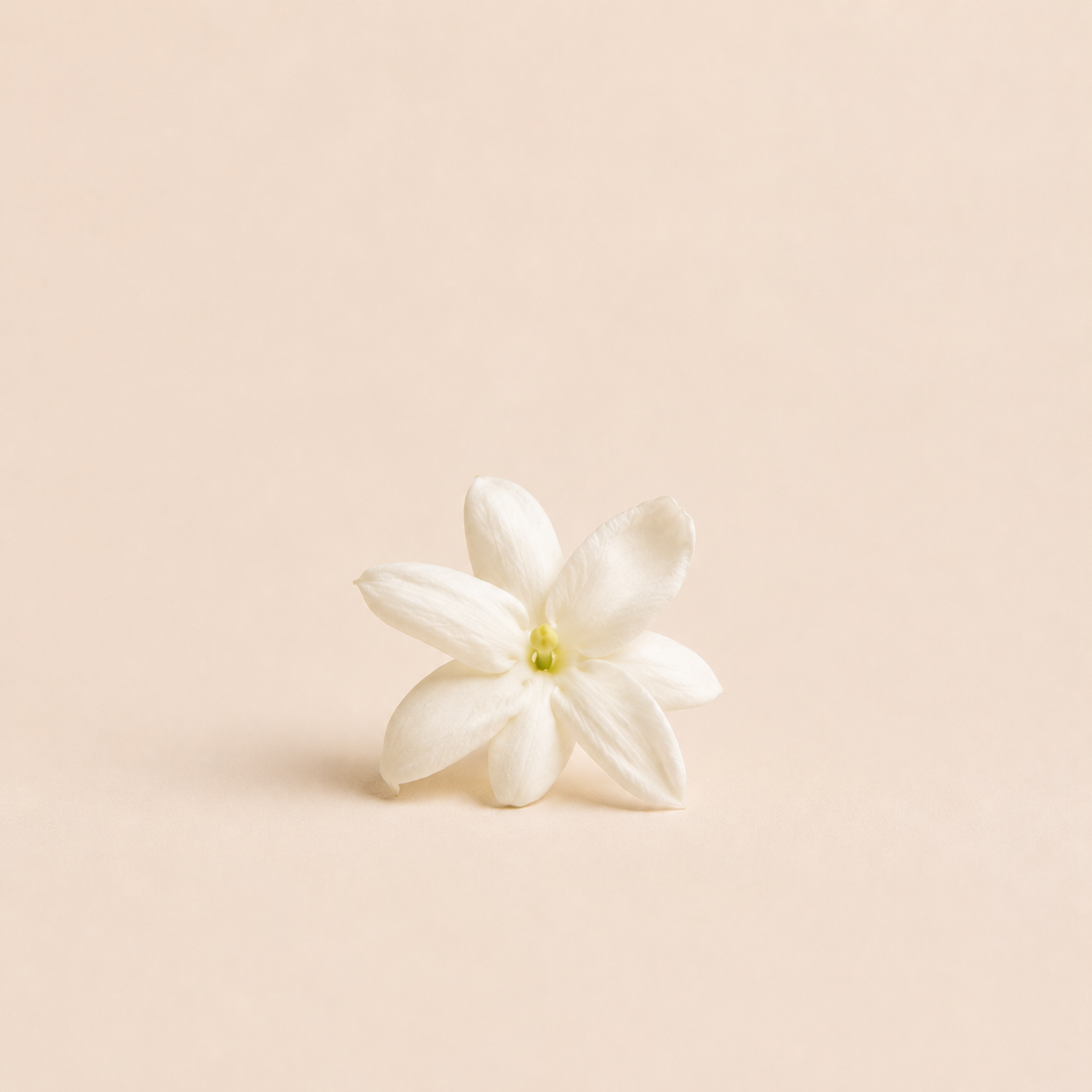 Jasmine Sambac Absolute — Ambre Royale