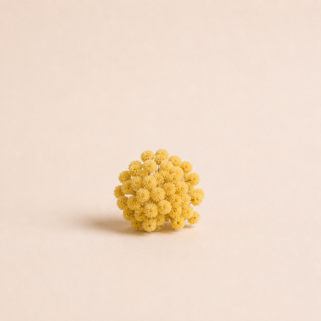 Mimosa Absolue Naturelle — Ambre Royale