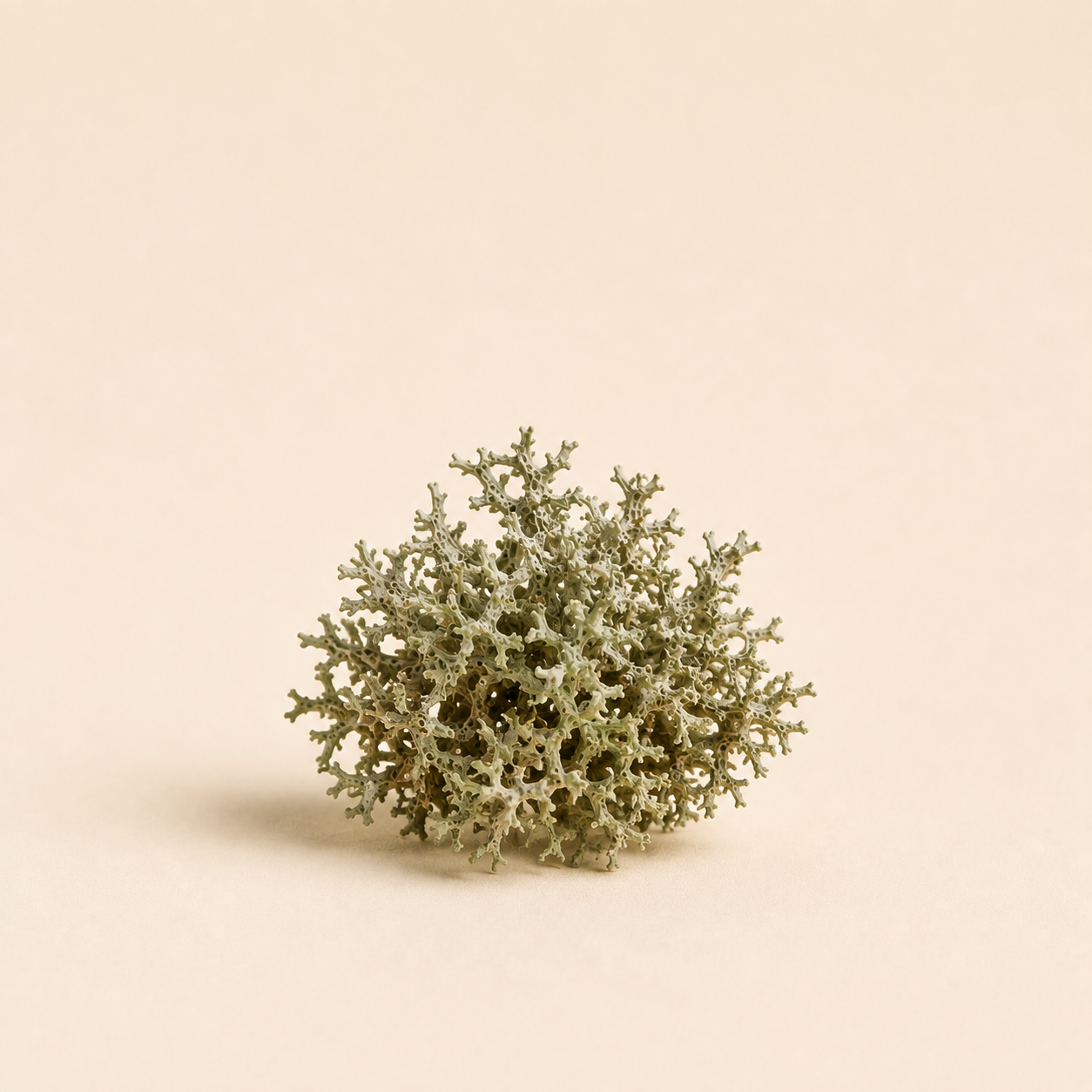 Oakmoss INCO 20 Low Atranol — Ambre Royale