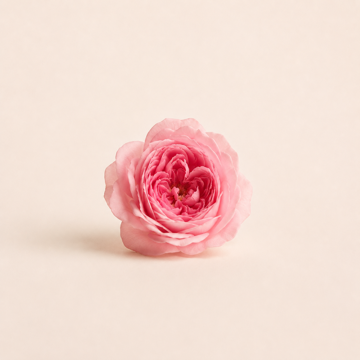 Rose Otto Bulgarian — Ambre Royale